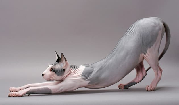 sphynx