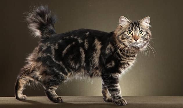 bobtail americano