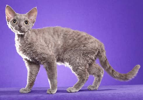 4 devon rex gris claro