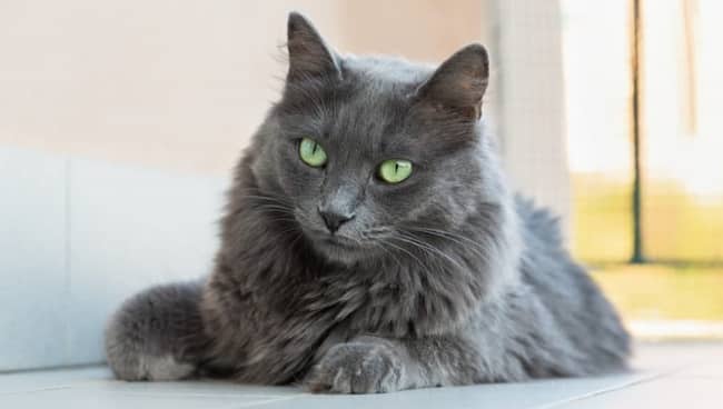 nebelung