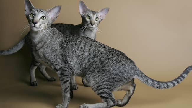 oriental gato gris