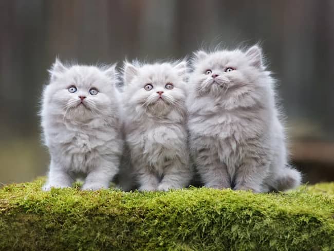 tres cachorros persa grises